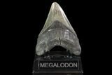Fossil Megalodon Tooth - South Carolina #93536-2